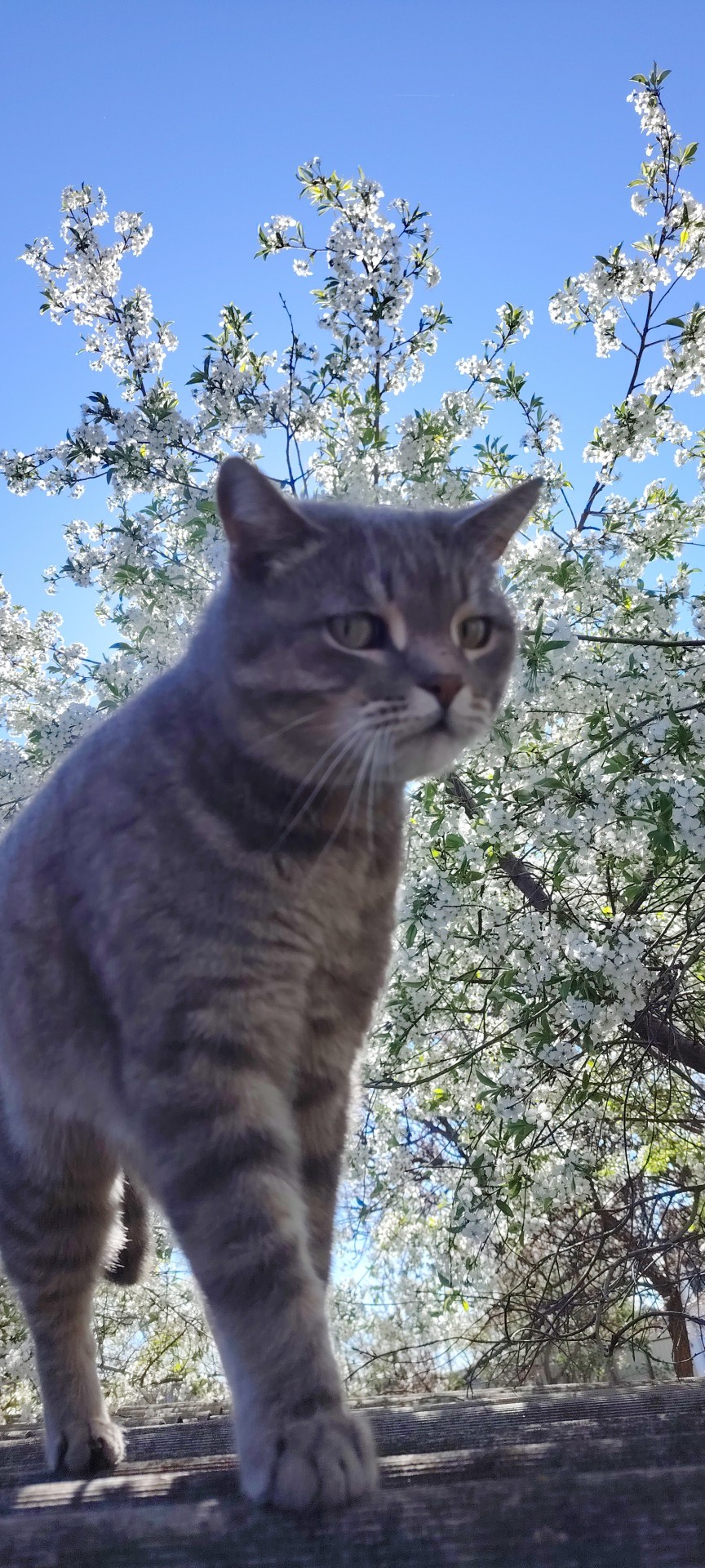 Нефотогеничный кот
