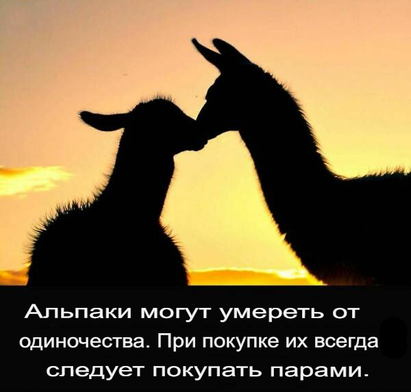 Белый слон и другие картинки