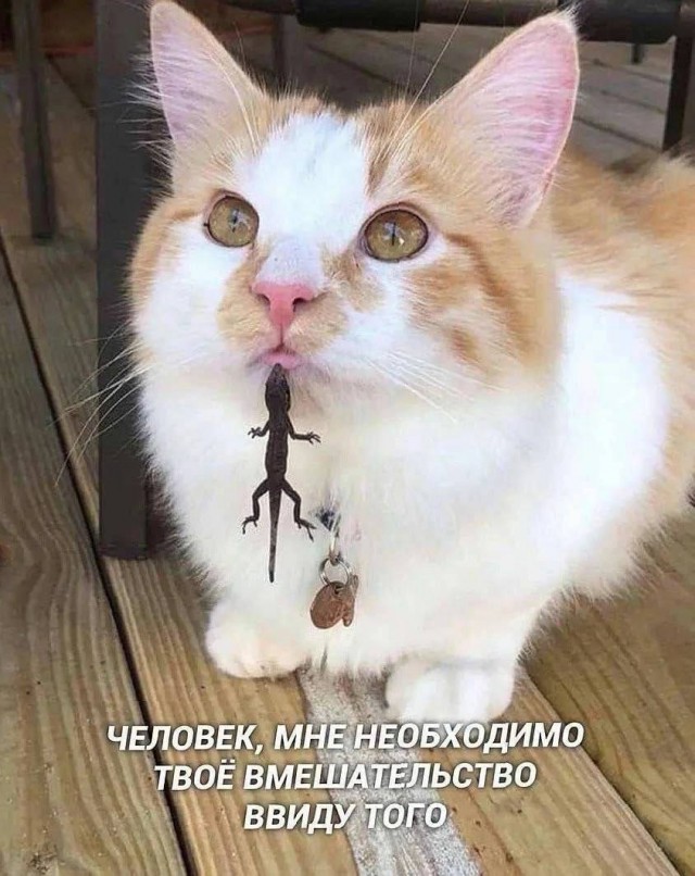 К котовторнику: подборка картинок-баянов с котиками и про котиков. Выпуск 12