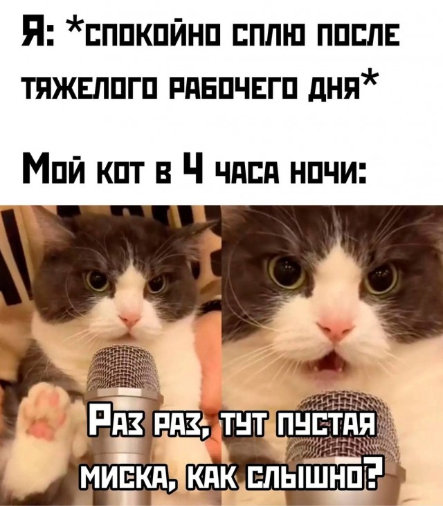К котовторнику: подборка картинок-баянов с котиками и про котиков. Выпуск 20.