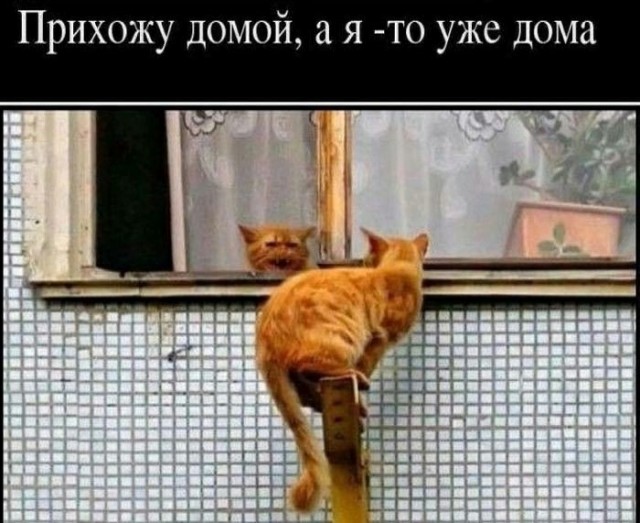 К котовторнику: подборка картинок-баянов с котиками и про котиков. Выпуск 24.