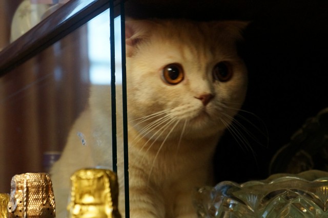 К-котовторник.
