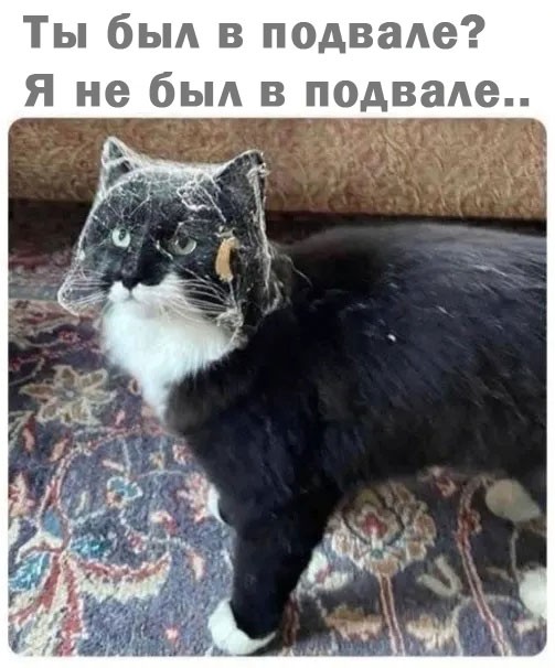 Подборка картинок к котовторнику