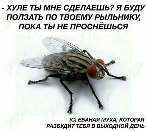 Кому-то подвезли бензин, а нам - баяны