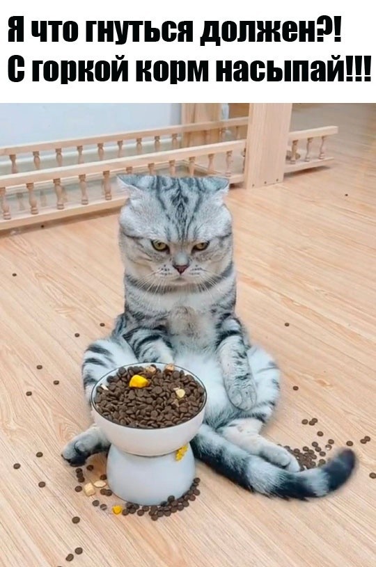 К котовторнику: подборка картинок-баянов с котиками и про котиков. Выпуск 46.
