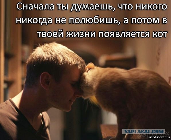 Котовторник 17.09.2013
