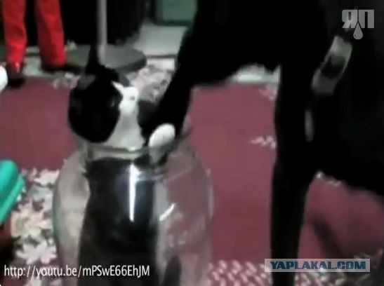 Кошки ПРОТИВ Собак. Бой насмерть!