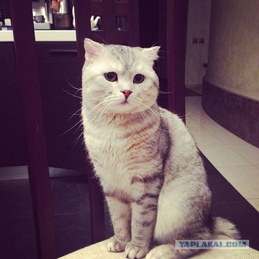 Котовторник 04.03.2014