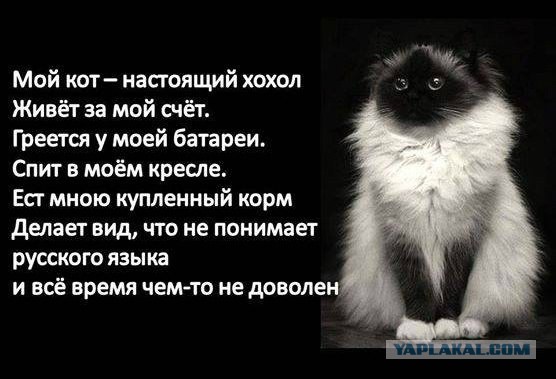 Политический юмор