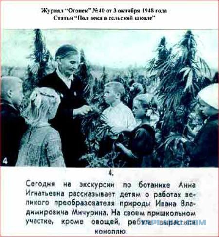 Про вешенки