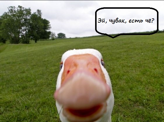 Утки... эй, утки! Продайте травы