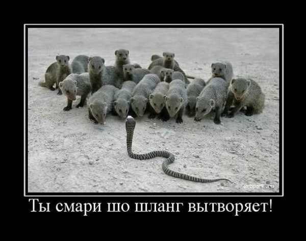 Горячие демотиваторы
