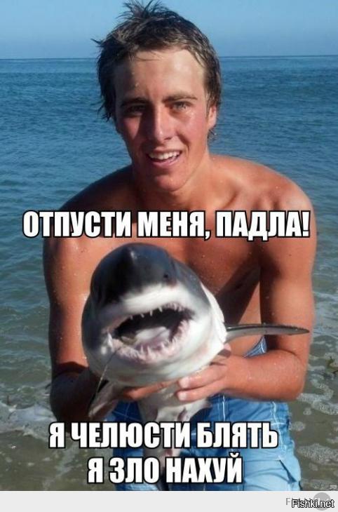 Акулы - они странные существа!