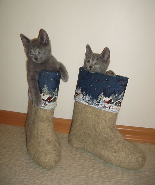 Даешь каждому коту по ботинку!