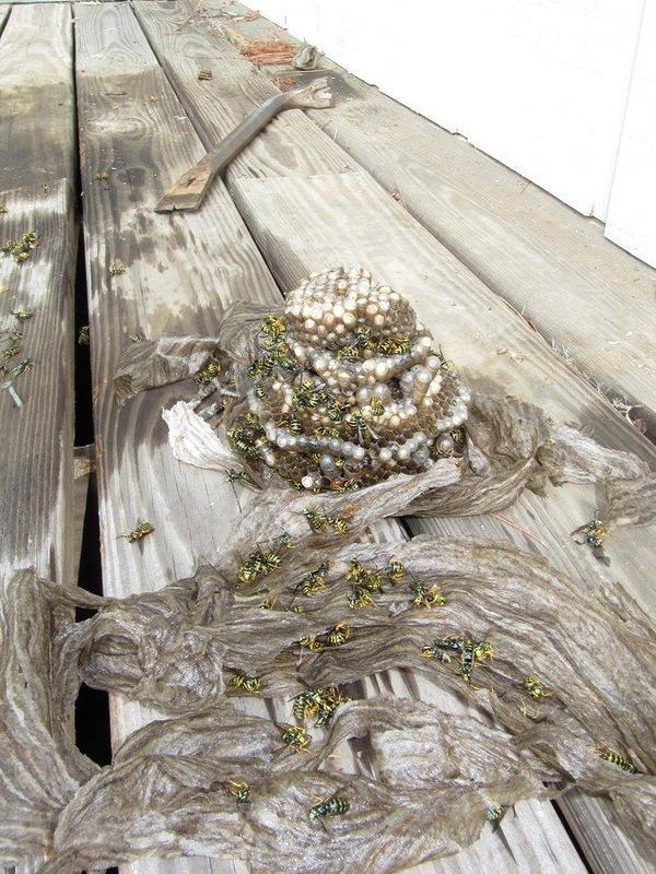 Массовое убийство и геноцид