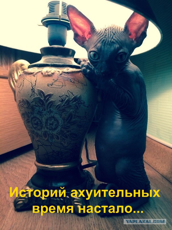 Кот с лампой
