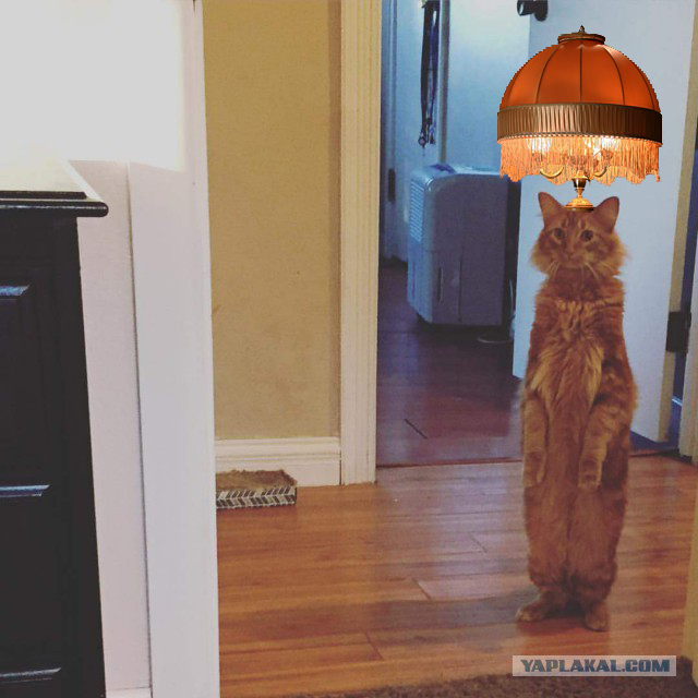 "Реакция моего кота на новую мебель"