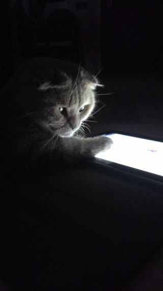 Котовторник 16.02.16