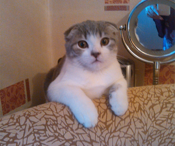Котовторник  01.03.2016