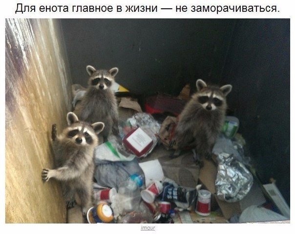 Мохнатые беспредельщики