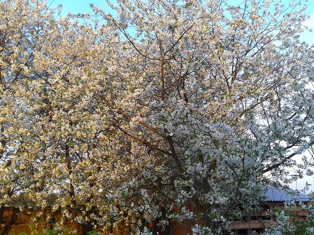 Интересные моменты из жизни  деревни