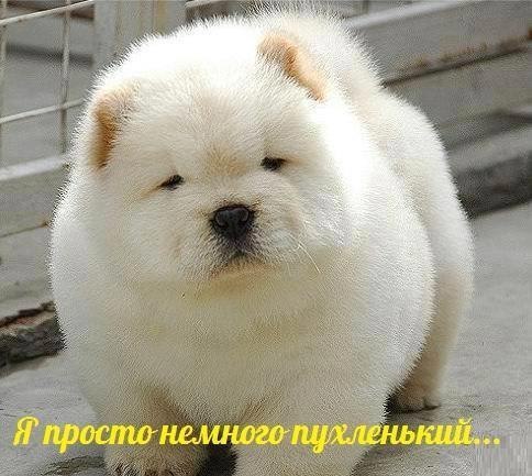 Мохнатые беспредельщики