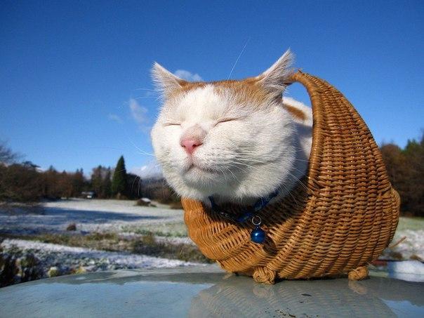 Мохнатые беспредельщики