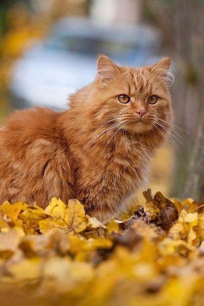 Прикольные животные