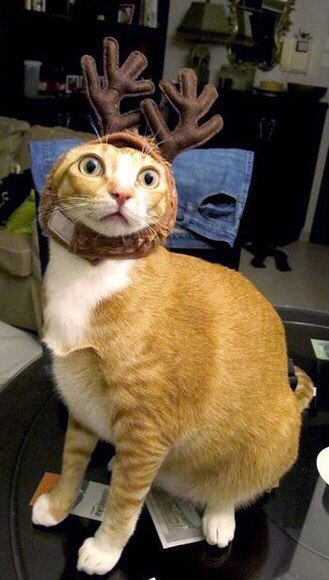 Коты из сети