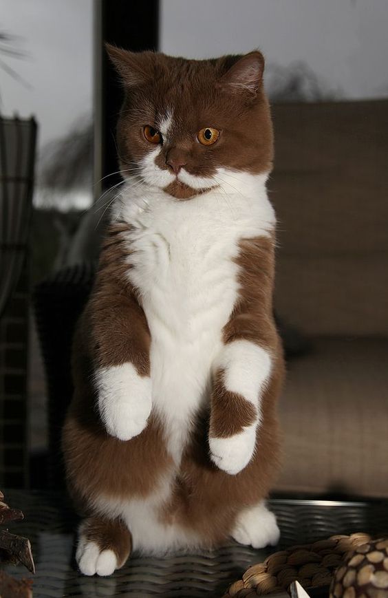 Коты из сети