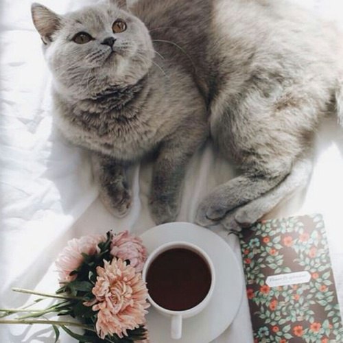 Коты и Кошки