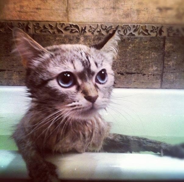 Коты и Кошки