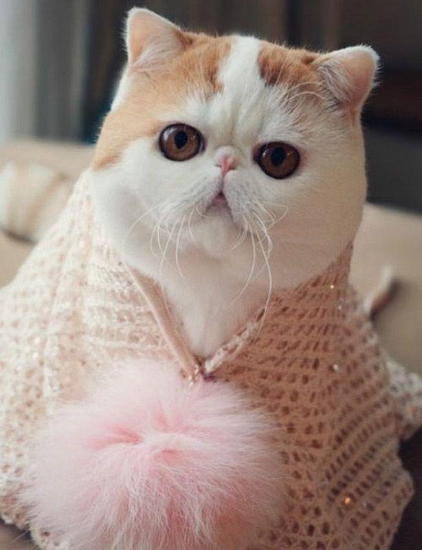Коты и Кошки