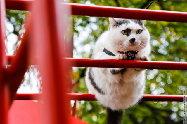 Необычный котик из Калининграда