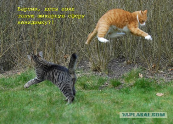 Фоторепортаж с кошачьих разборок!