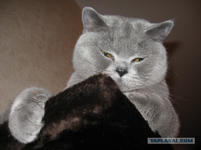 Котовторник 03 07 2012