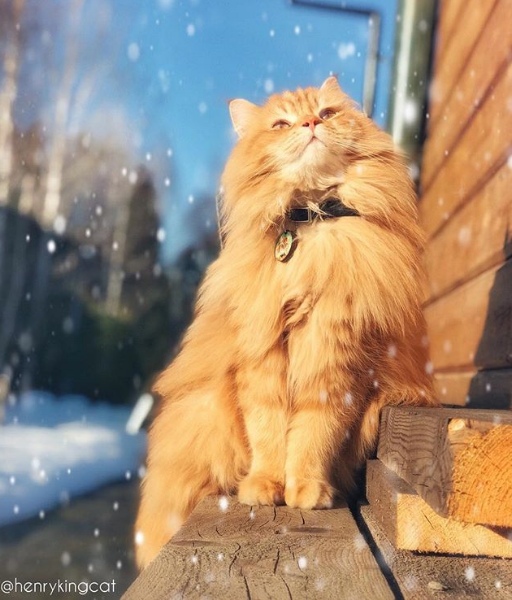 Прикольных котов пост