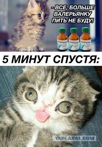 Алкоты