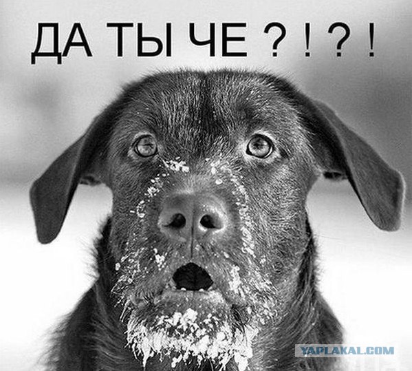 Нифинасебе! И другие выражения лиц