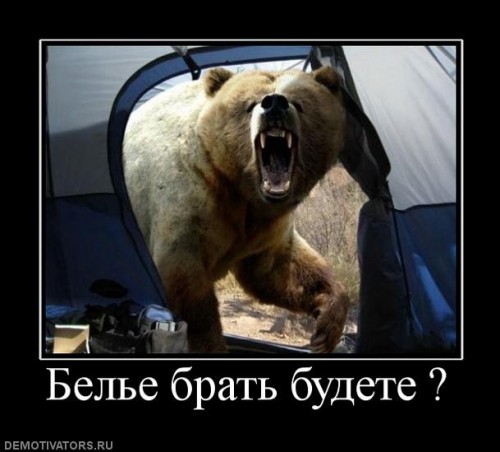 Медведь на проходной