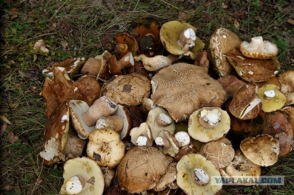 Осень в банках