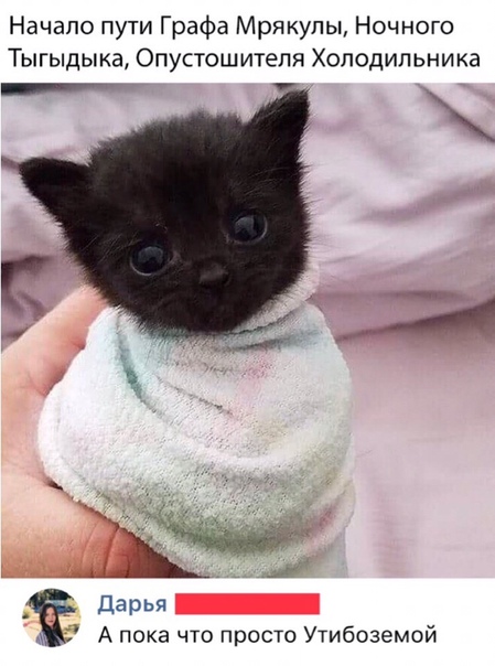 На котовторник