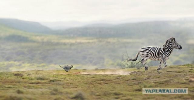 Приключения кота в Африке!
