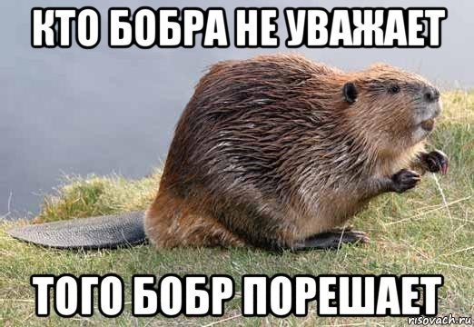 Ноги бобрихи