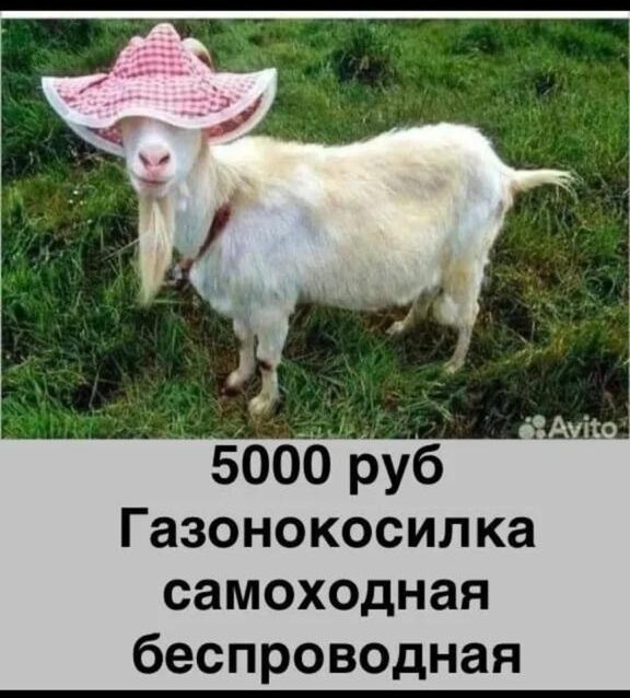https://s00.yaplakal.com/pics/pics_original/2/0/2/20066202.jpg