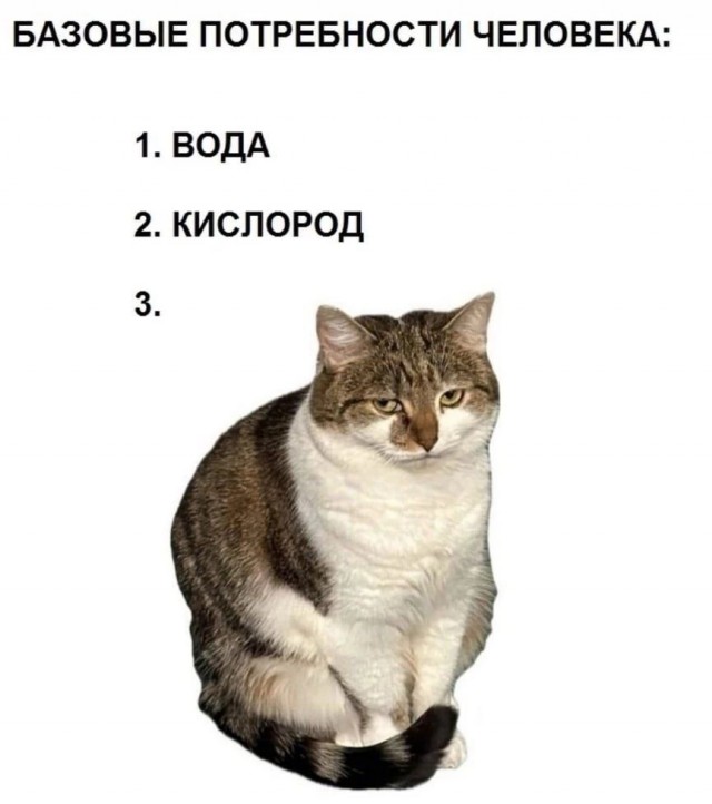 К котовторнику: подборка картинок-баянов с котиками и про котиков. Выпуск 11