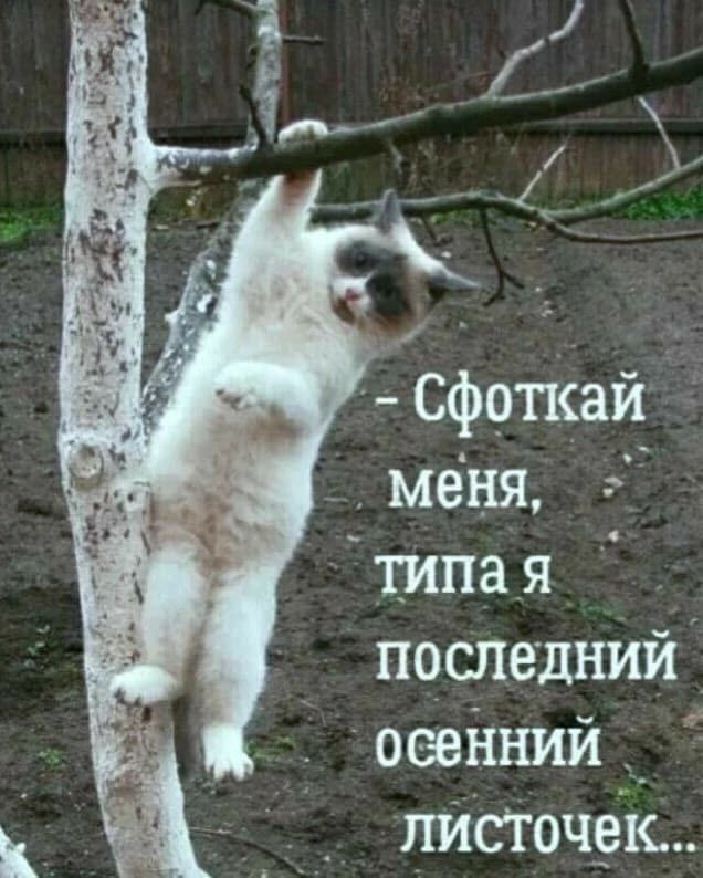 К котовторнику: подборка картинок-баянов с котиками и про котиков. Выпуск 27.