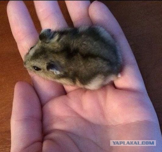 Нюдсы в обмен на детей требует батя-порнушник у бывшей жены в Башкортостане