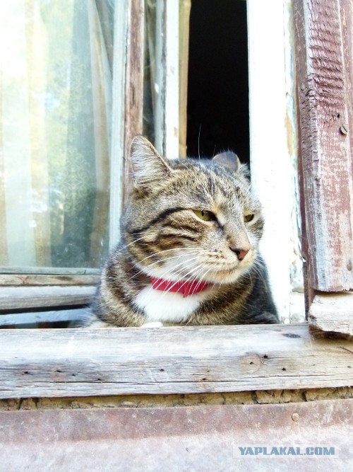 Котовторник 03.09.2013