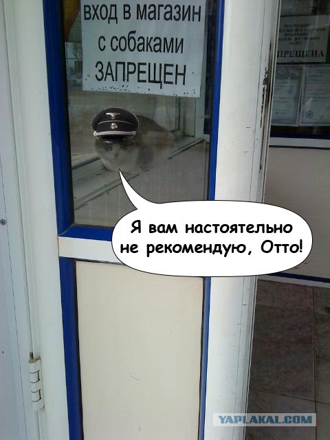 С собаками нельзя, почему?